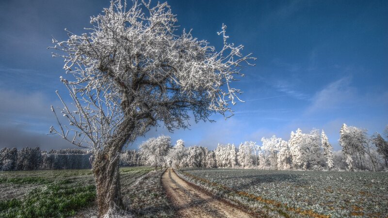 Frost-covered Tree — Blue, Serene, Winter, Photograph, Path, Field, Forest