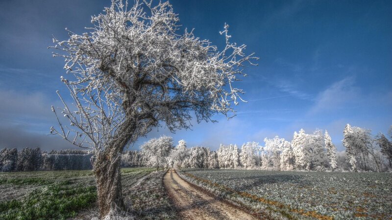 Frost-covered Tree — Blue, Serene, Winter, Photograph, Path, Field