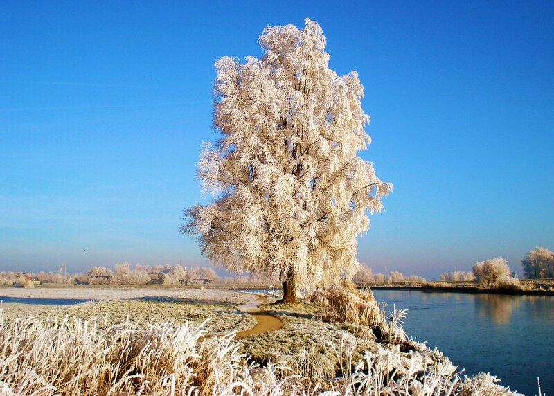 Frost-covered Tree — Blue, Serene, Winter, Photograph, River, Path
