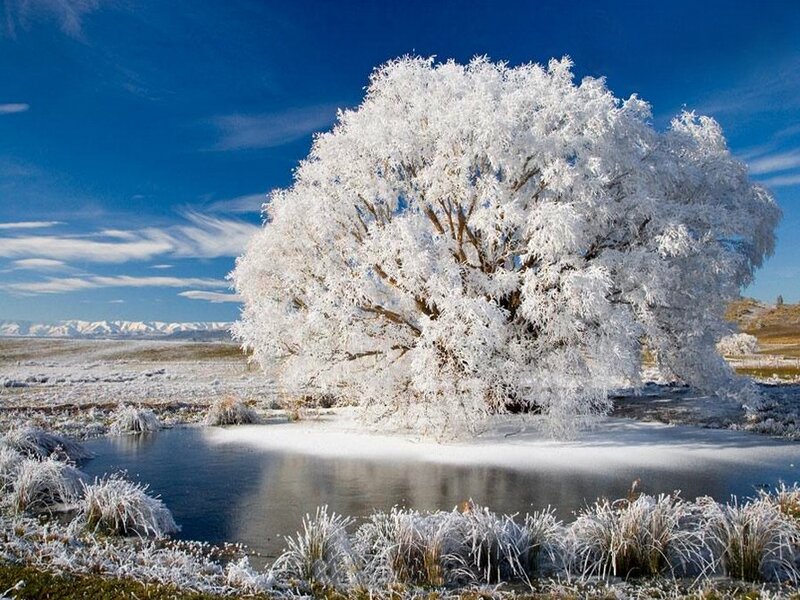 Frost-covered Tree — Blue, Serene, Winter, Photograph, River