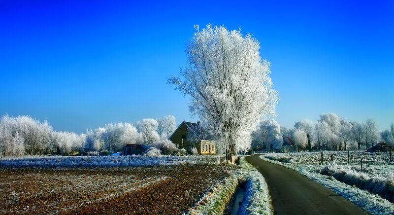 Frost-covered Tree — Blue, Serene, Winter, Photograph, Road
