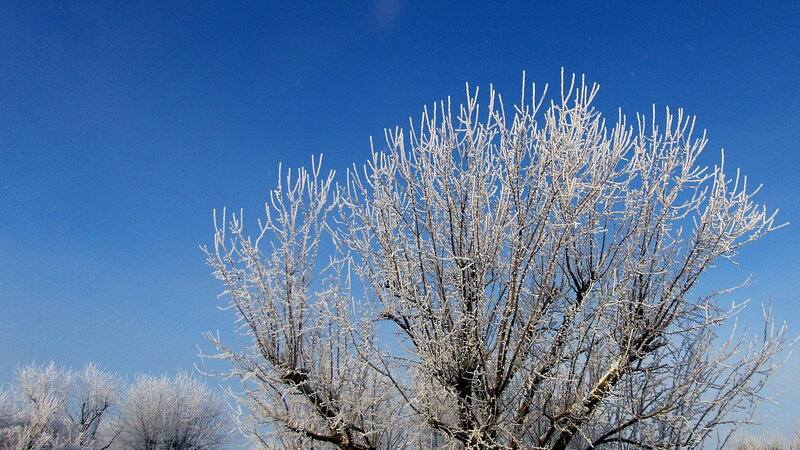 Frost-covered Tree — Blue, Serene, Winter, Photograph, Sky