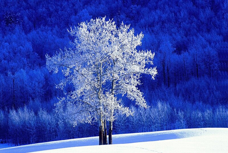 Frost-covered Tree — Blue, Serene, Winter, Photograph, Snow, Forest, Hill