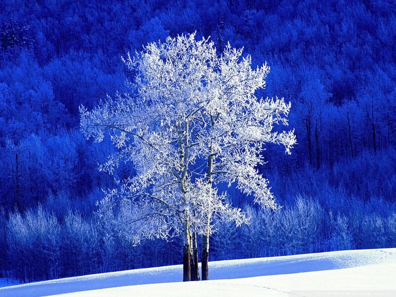 Frost-covered Tree — Blue, Serene, Winter, Photograph, Snow, Forest