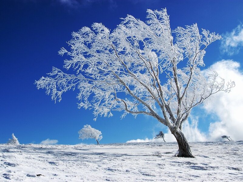 Frost-covered Tree — Blue, Serene, Winter, Photograph, Snow, Sky, Clouds