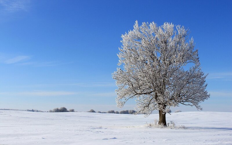 Frost-covered Tree — Blue, Serene, Winter, Photograph, Snow, Sky, Field
