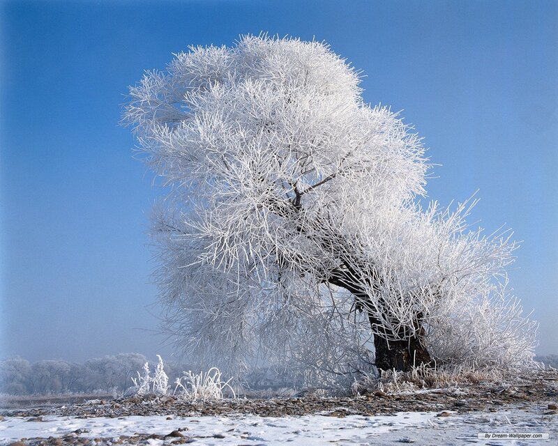 Frost-covered Tree — Blue, Serene, Winter, Photograph, Snow, Sky, Field, White, Brown