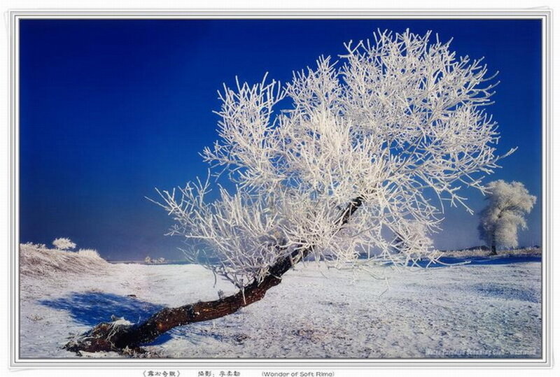 Frost-covered Tree — Blue, Serene, Winter, Photograph, Snow, Sky