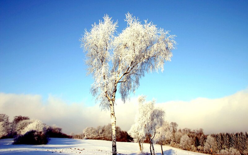 Frost-covered Tree — Blue, Serene, Winter, Photograph, Snow, Sky, Trees
