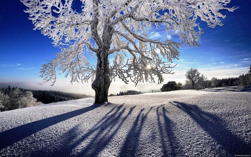 Frost-covered Tree — Blue, Serene, Winter, Photograph, Snow, Sun, Shadow