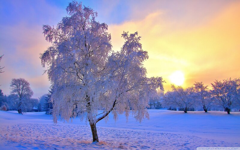Frost-covered Tree — Blue, Serene, Winter, Photograph, Snow, Sun, Sky