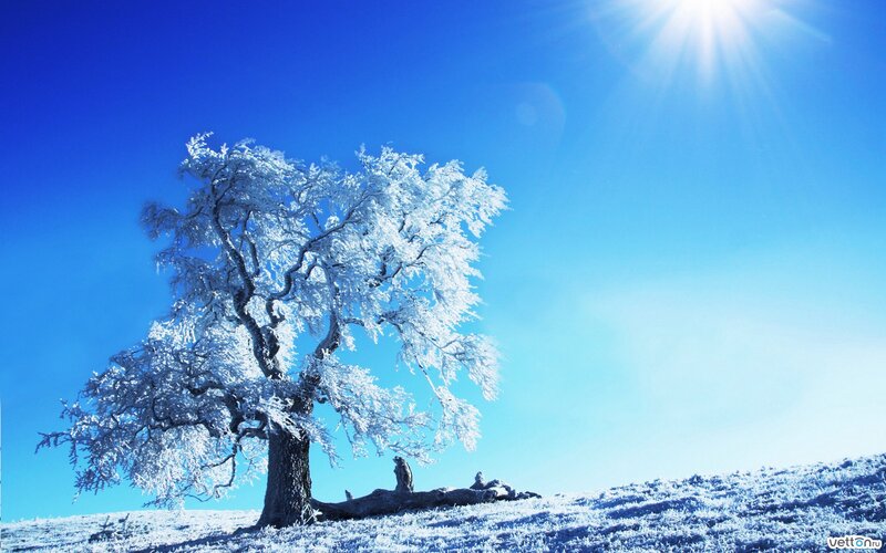 Frost-covered Tree — Blue, Serene, Winter, Photograph, Snow, Sun