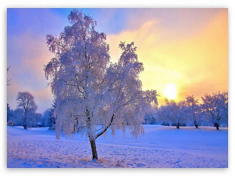 Frost-covered Tree — Blue, Serene, Winter, Photograph, Snow, Trees