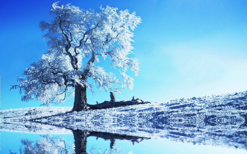 Frost-covered Tree — Blue, Serene, Winter, Photograph, Snow, Water