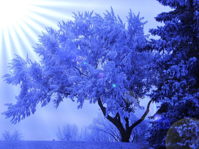 Frost-covered Tree — Blue, Serene, Winter, Photograph, Sun Rays