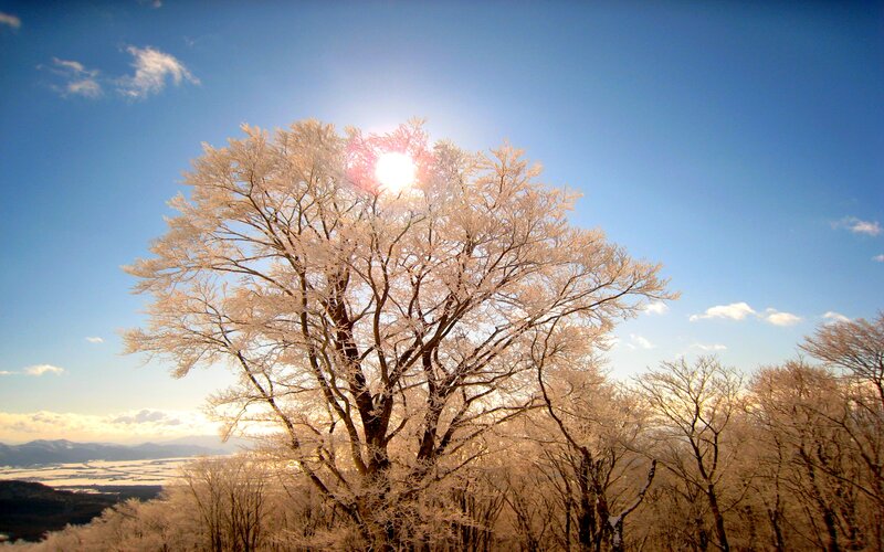 Frost-covered Tree — Blue, Serene, Winter, Photograph, Sun, Sky
