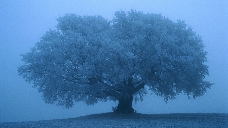 Frost-covered Tree — Blue, Serene, Winter, Photograph