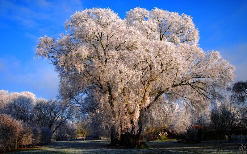 Frost-covered Tree — Blue, Serene, Winter, Photograph, Trees