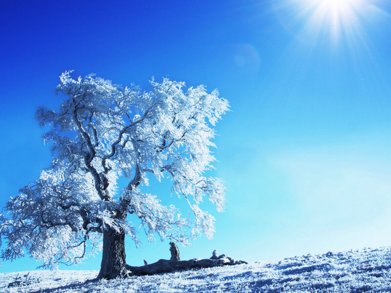 Frost-covered Tree — Blue, Serene, Winter