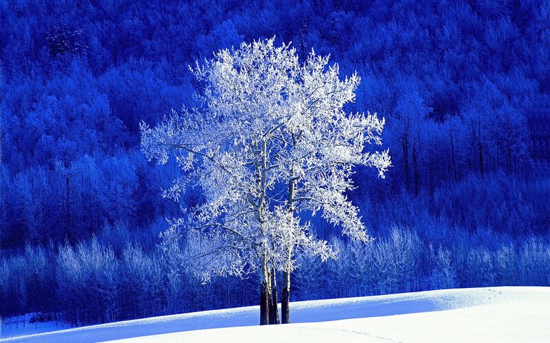 Frost-covered Tree — Blue, Snow