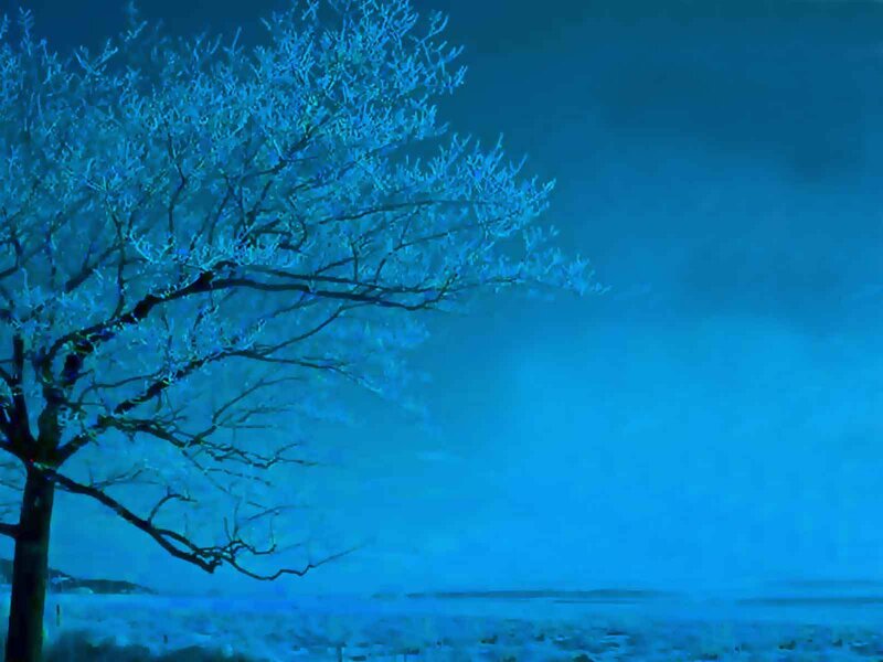 Frost-covered Tree — Blue