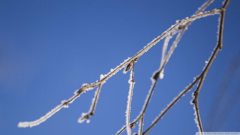 Frost-covered Tree Branch — Blue, Calm