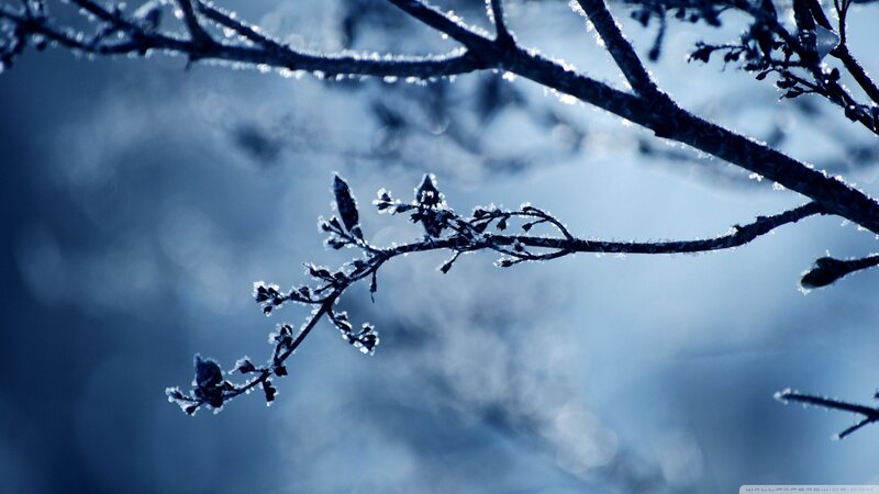 Frost-covered Tree Branch — Blue, Cold