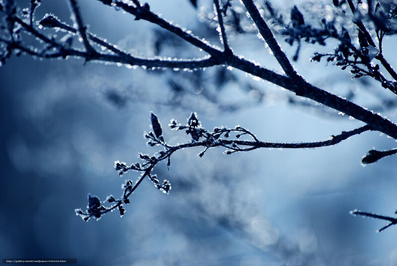 Frost-covered Tree Branch — Blue, Cold, Winter, Photograph