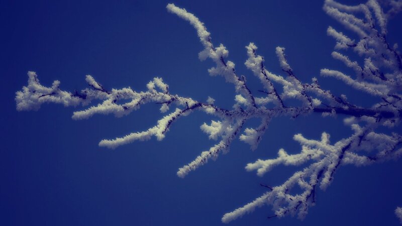 Frost-covered Tree Branch — Blue, Cold, Winter