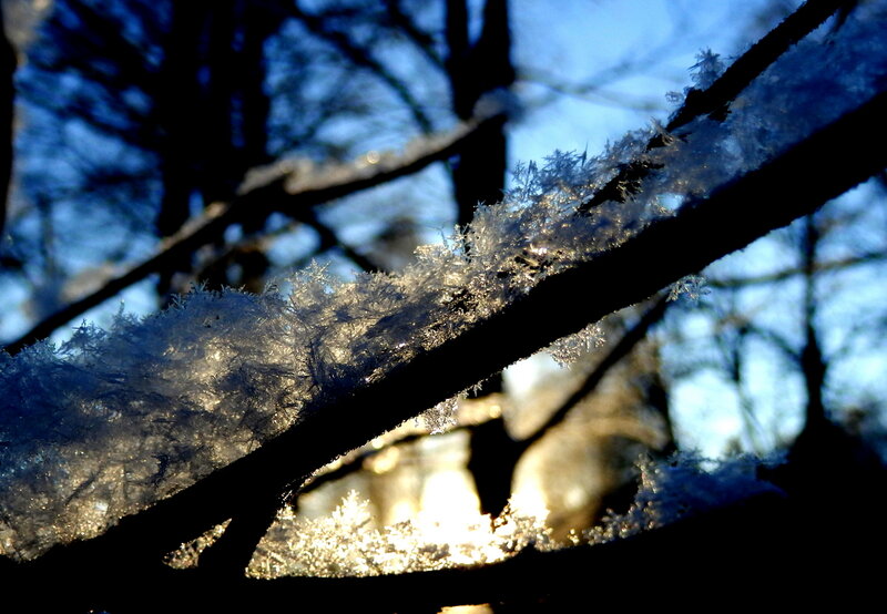 Frost-covered Tree Branch — Blue, Serene