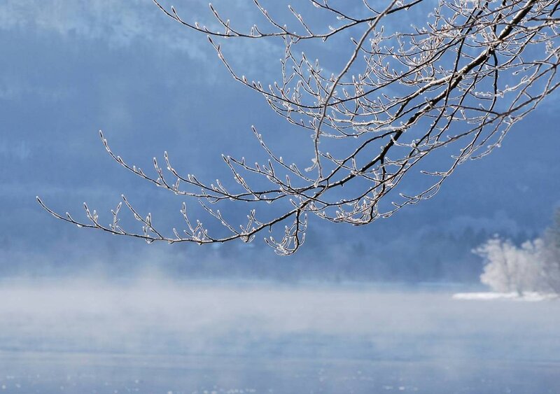 Frost-covered Tree Branch — Blue