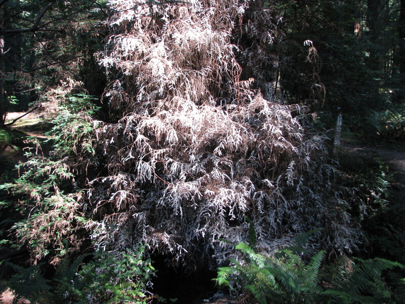 Frost-covered Tree Branch — Green
