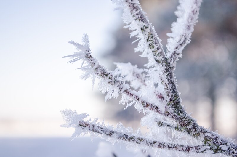 Frost-covered Tree Branch — White, Calm