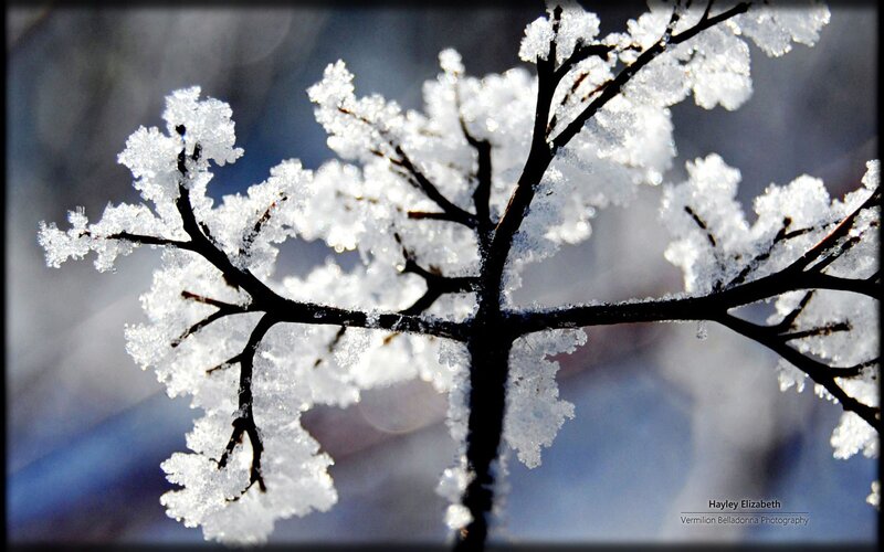Frost-covered Tree Branch — White, Cold