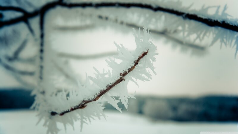 Frost-covered Tree Branch — White, Cold, Winter