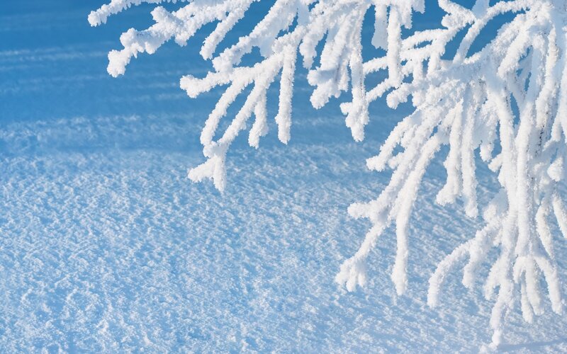 Frost-covered Tree Branch — White, Serene