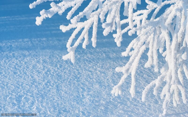 Frost-covered Tree Branch — White, Serene, Winter