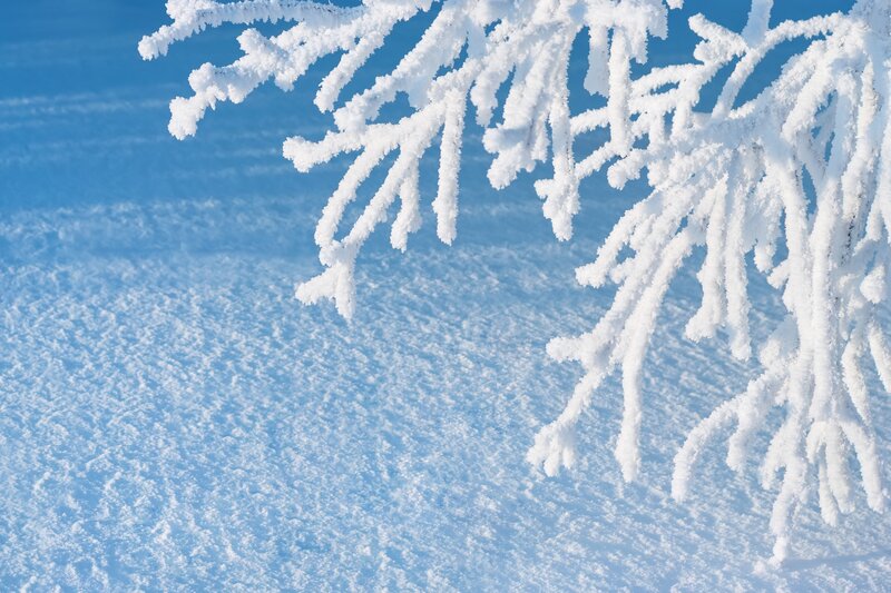 Frost-covered Tree Branch — White
