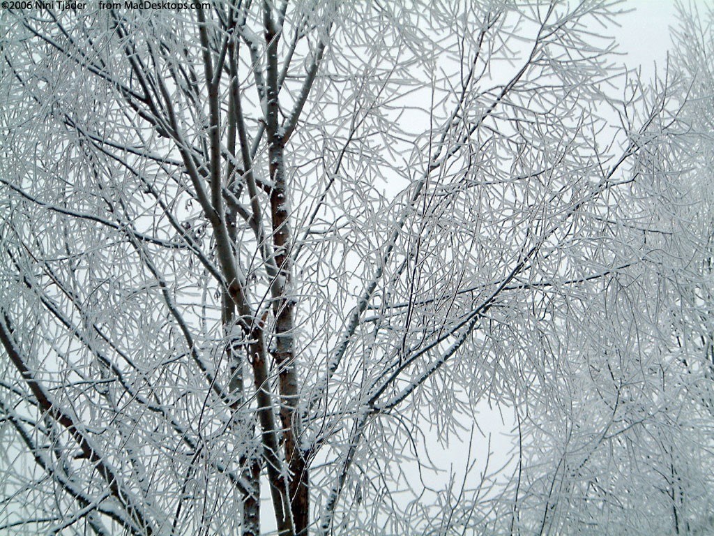 frost-covered tree branches