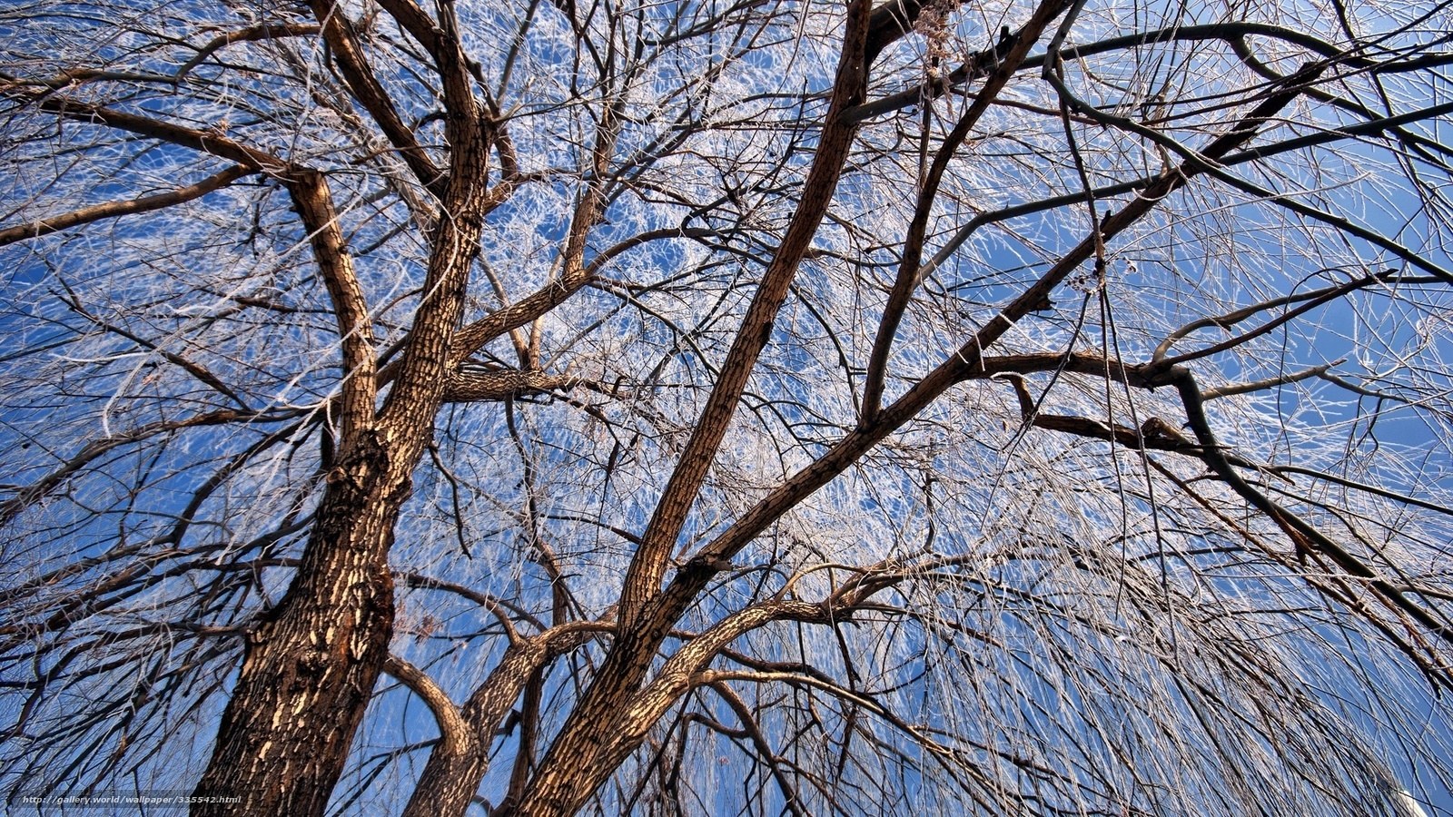Frost-covered tree branches