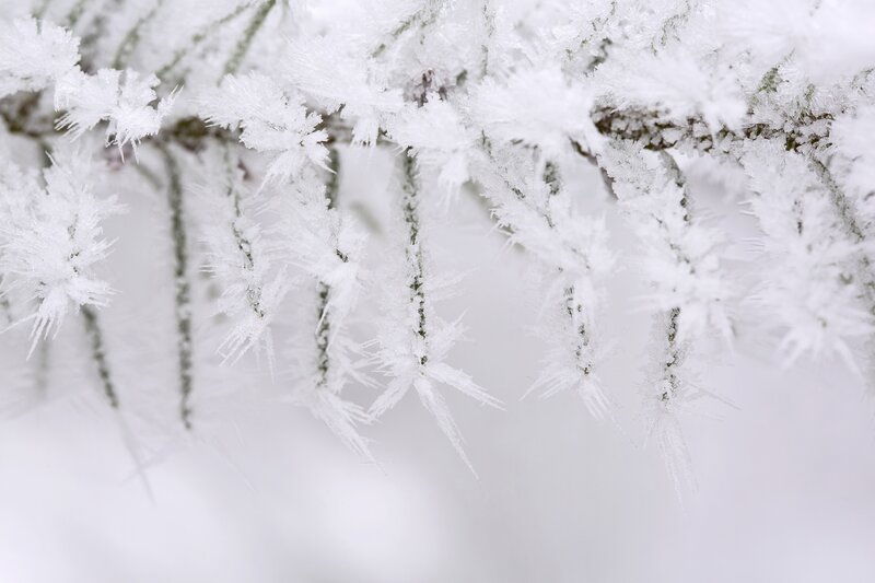 Frost-covered tree branches
