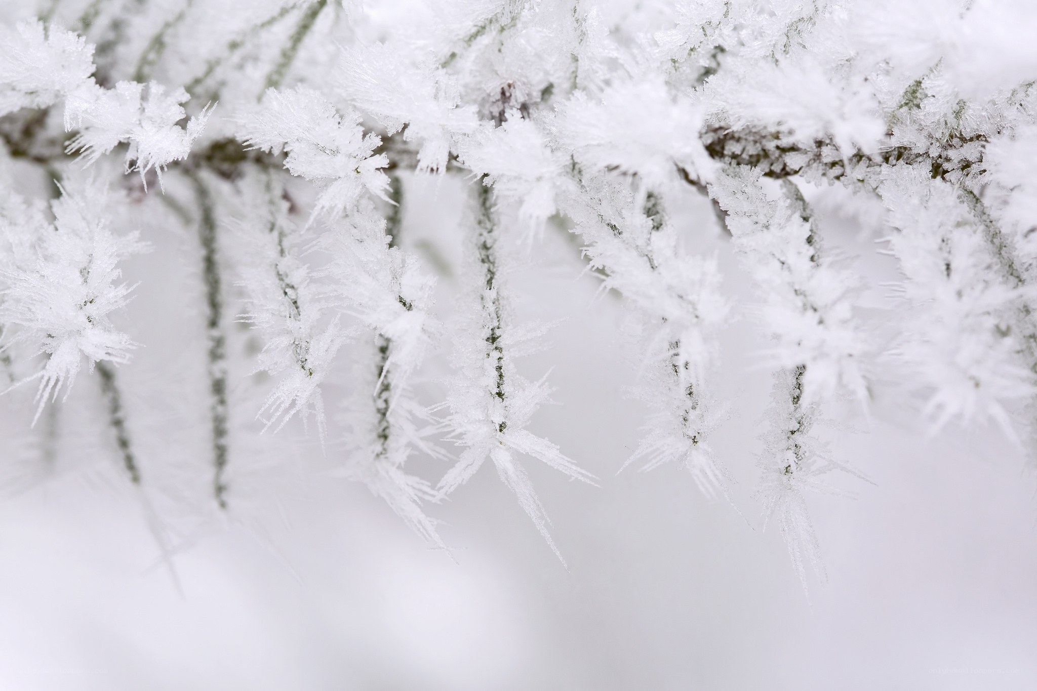 Frost-covered tree branches