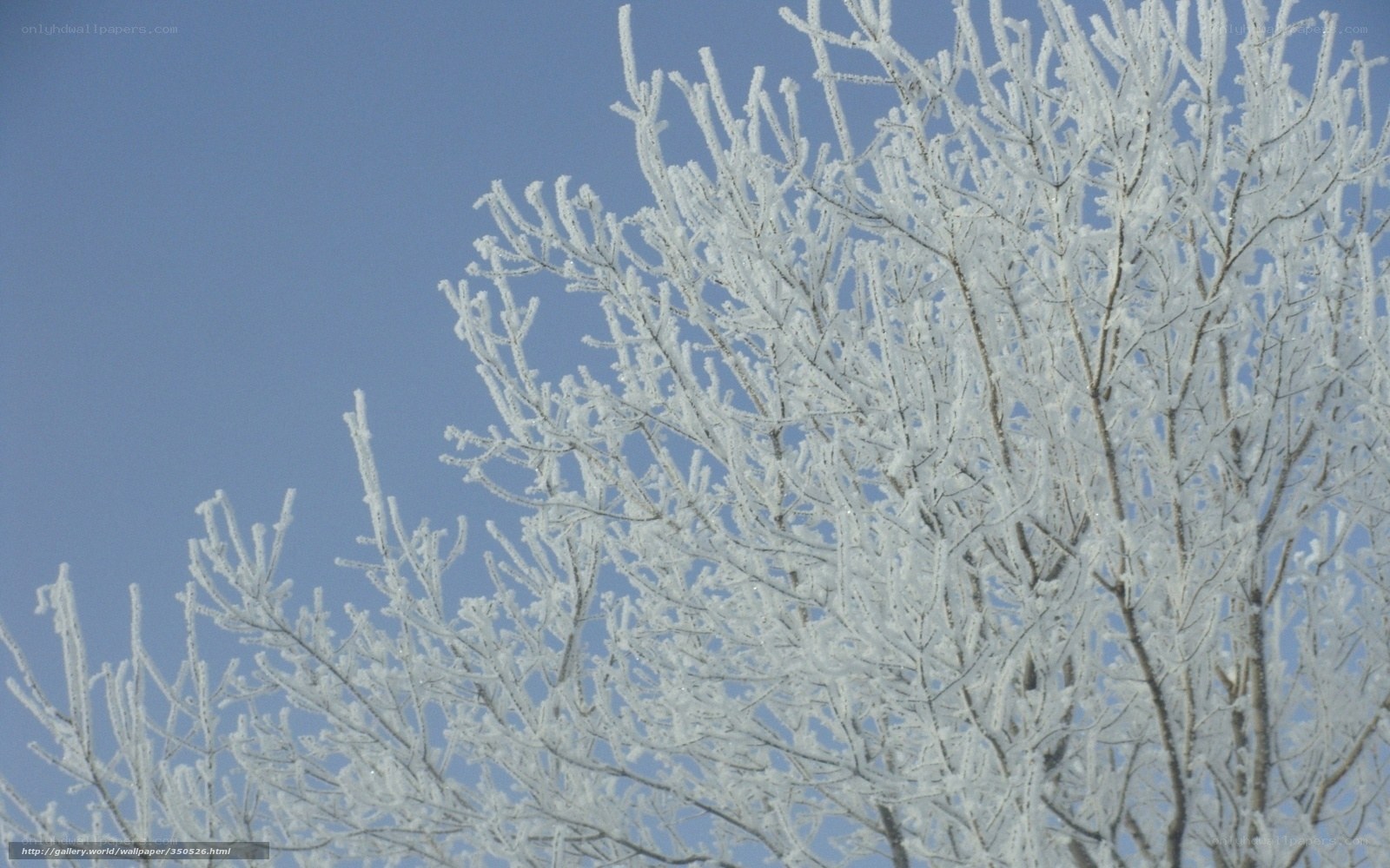 Frost-covered tree branches