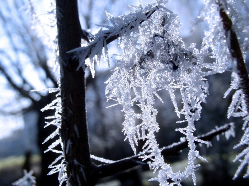 Frost-covered tree branches