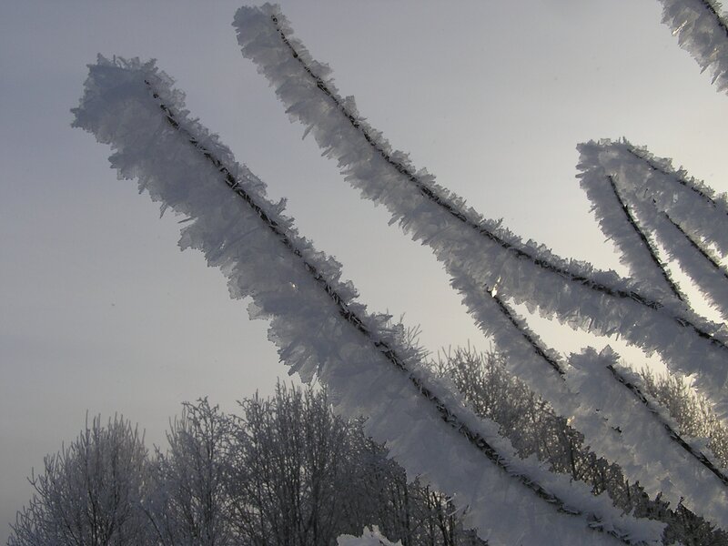 frost-covered tree branches