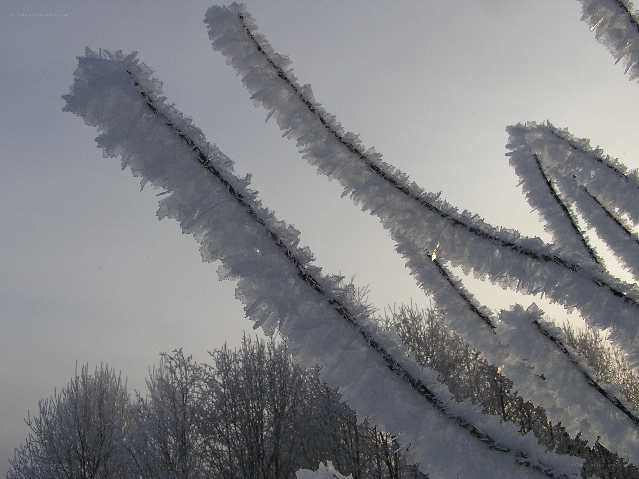 frost-covered tree branches