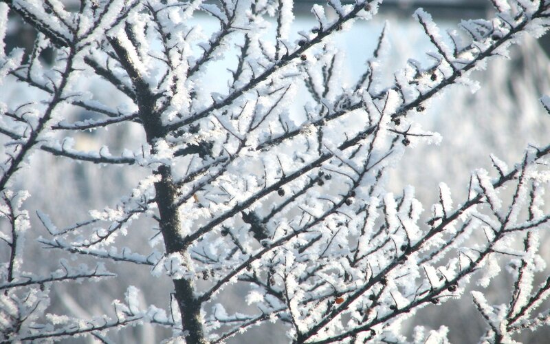 Frost-covered tree branches