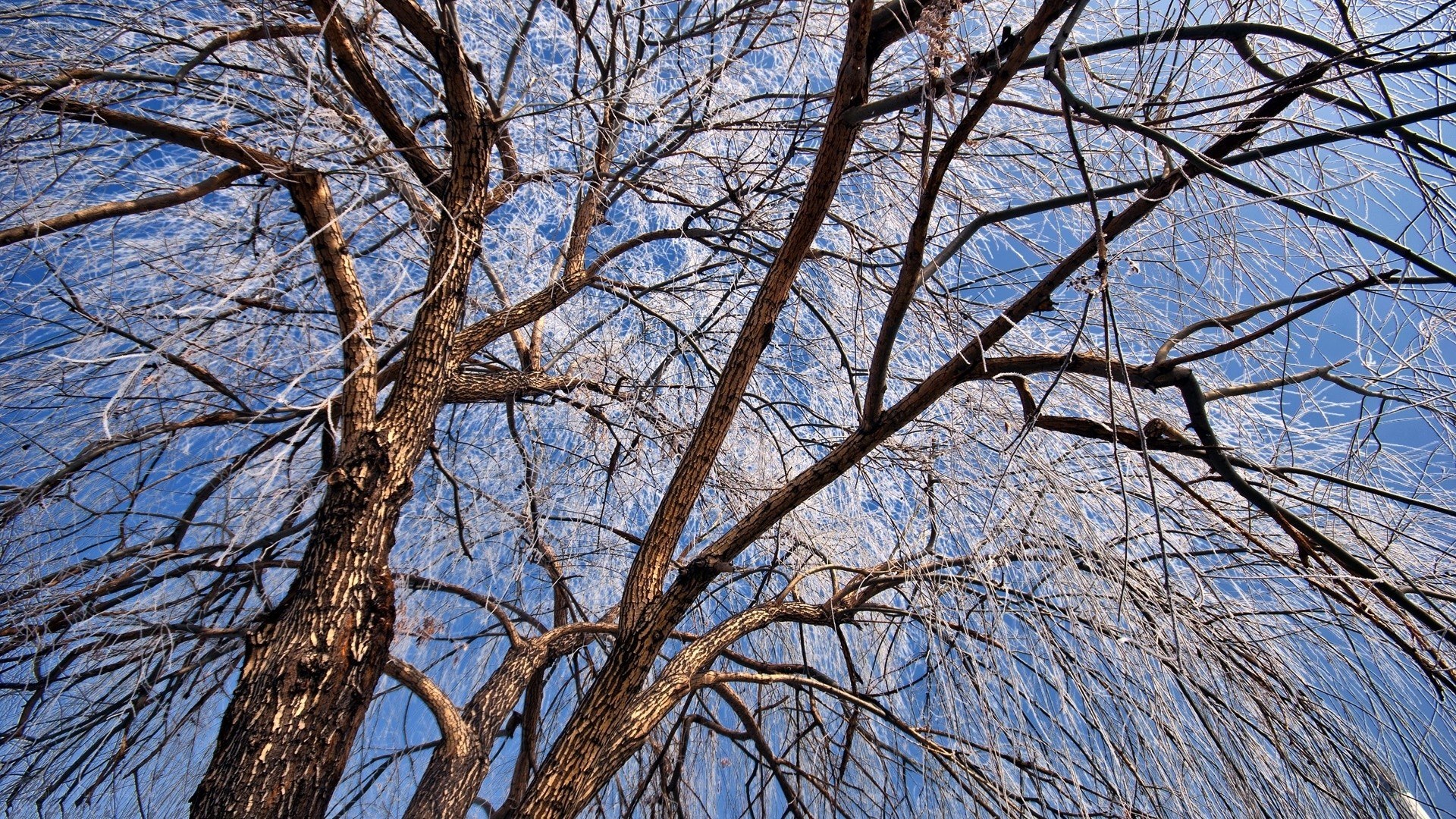 frost-covered tree branches
