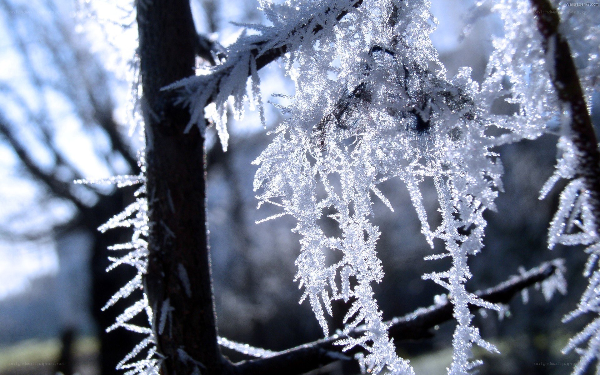 Frost-covered tree branches