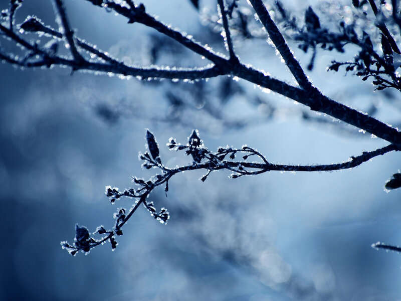Frost-covered Tree Branches — Blue, Cold